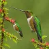 Pirre Hummingbird