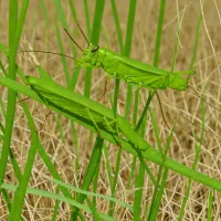 Paddy Field Grasshopper (Oxya hyla)