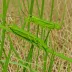 Paddy Field Grasshopper (Oxya hyla)