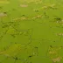Precaucasian Steppe