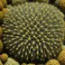 Podophora atrata