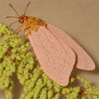 Pink bollworm moth