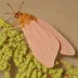 Pink bollworm moth