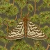 Pine beauty moth