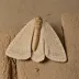 Pale pinion moth
