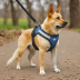 PAWZ Road Dog Harness