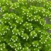 Phyllodoce aleutica