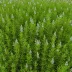 Phyllodoce x intermedia