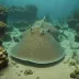 Pacific Thornback Ray