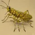 Plains Lubber Grasshopper
