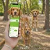 Pawfit 2