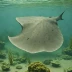 Paraná river stingray