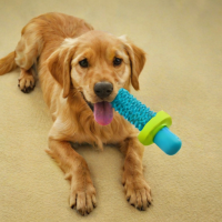 Petstages Cool Teething Stick