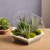 Plantables DIY Terrarium Kit
