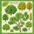 Peterson Field Guide to Trees and Shrubs