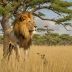 Queen Elizabeth Savanna