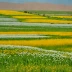 Qorveh-Bijar Steppe (Iran)