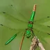 Quebec Emerald