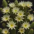 Queen of the Night (Selenicereus grandiflorus)