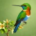 Rufous-throated Sapphire