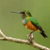 Rufous-breasted Sabrewing
