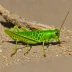 Regal Grasshopper (Melanoplus regalis)
