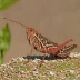 Red-winged Grasshopper (Arphia pseudonietana)