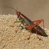 Red-shanked Grasshopper (Xanthippus corallipes)