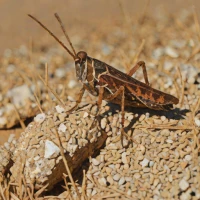 Red-winged Grasshopper (Oedipoda germanica)