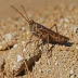 Red-winged Grasshopper (Oedipoda germanica)