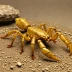 Rhopalurus pintoi