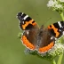 Red Admiral