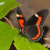 Red-bordered Pixie