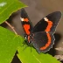 Red-bordered Pixie