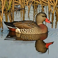 Red-billed Teal
