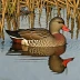 Red-billed Teal