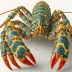 Royal spiny lobster (Panulirus regius)