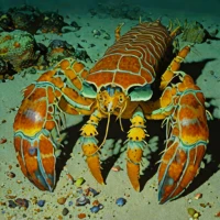 Ridgeback slipper lobster (Scyllarides nodifer)