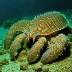 Rough slipper lobster (Petrarctus rugosus)