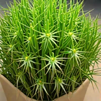 Rhipsalis paradoxa (Chain Cactus)