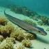 Ridgeback eel