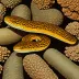 Rufous snake eel