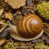 Rounded Snail (Discus rotundatus)