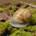 Ribbed Vallonia (Vallonia costata)