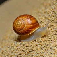 Rye Chrysalis Snail (Abida secale)
