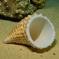 Rooster Tail Conch (Lobatus gallus)