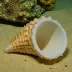 Rooster Tail Conch (Lobatus gallus)