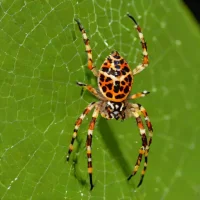 Red-femured Spotted Orbweaver (Neoscona domiciliorum)