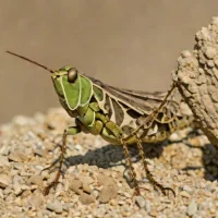 Rock-loving grasshopper (Spharagemon saxatile)