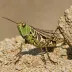 Rock-loving grasshopper (Spharagemon saxatile)